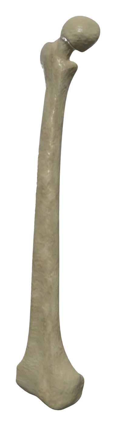 Femur in 3D, rendered in Anatomy Atlas 3D