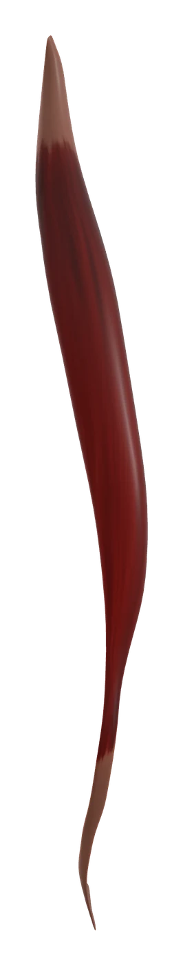 Biceps femoris muscle in 3D, rendered in Anatomy Atlas 3D