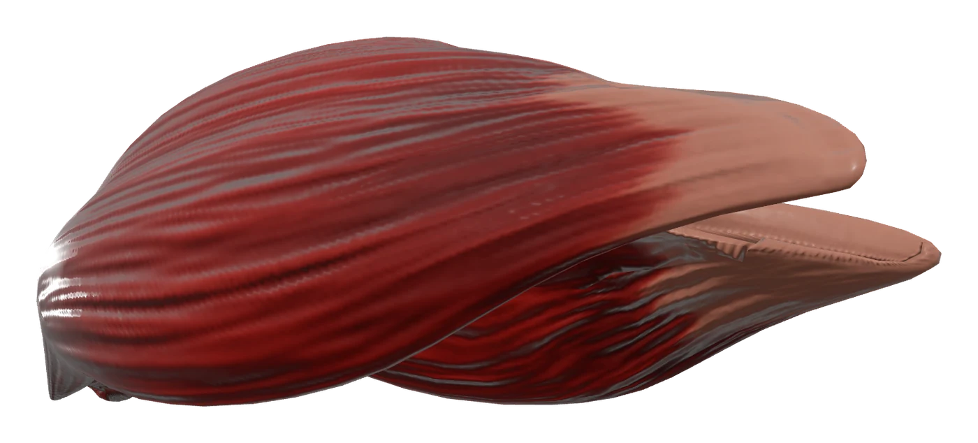 Deltoid muscle in 3D, rendered in Anatomy Atlas 3D