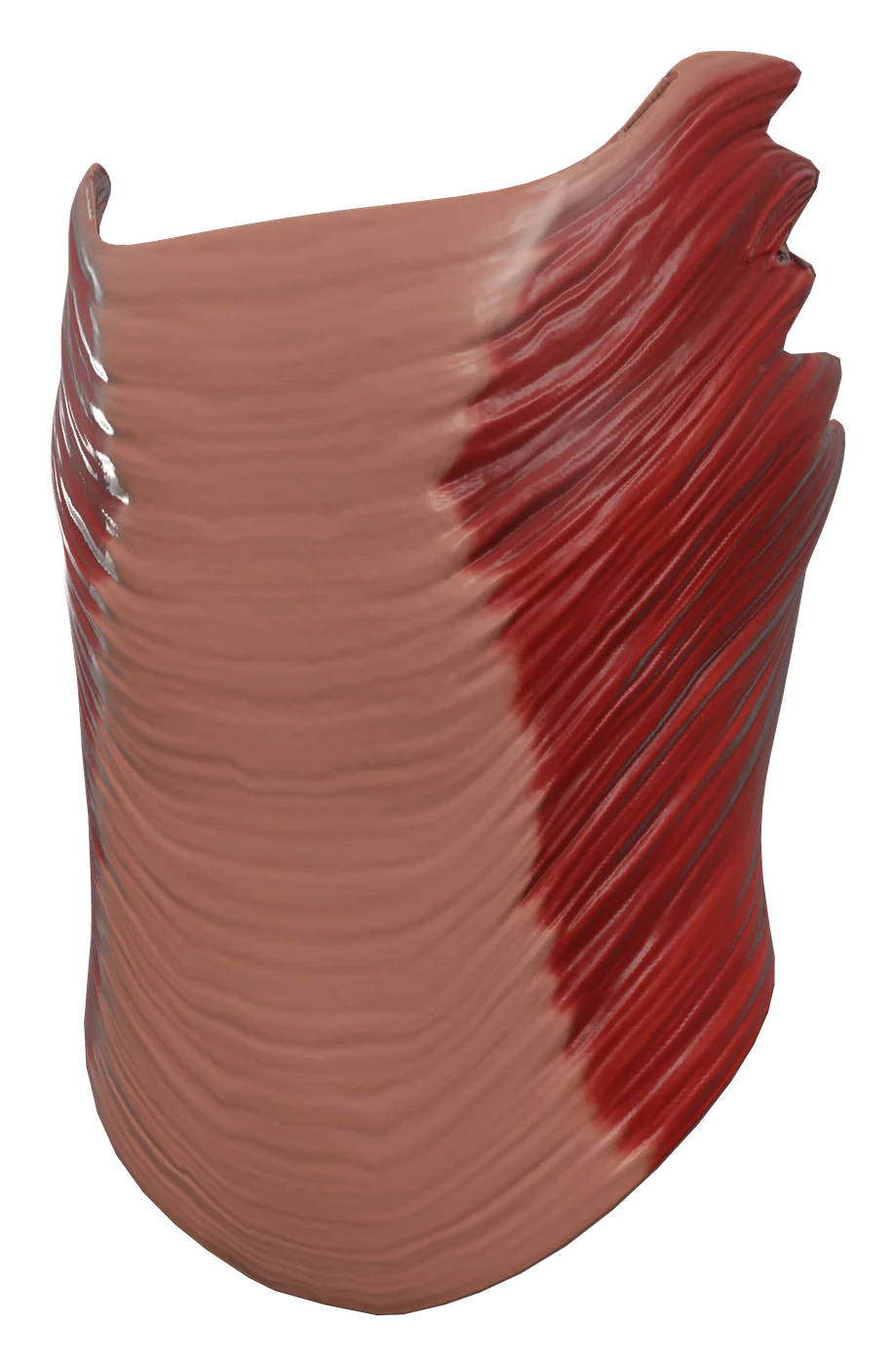 External abdominal oblique muscle in 3D, rendered in Anatomy Atlas 3D
