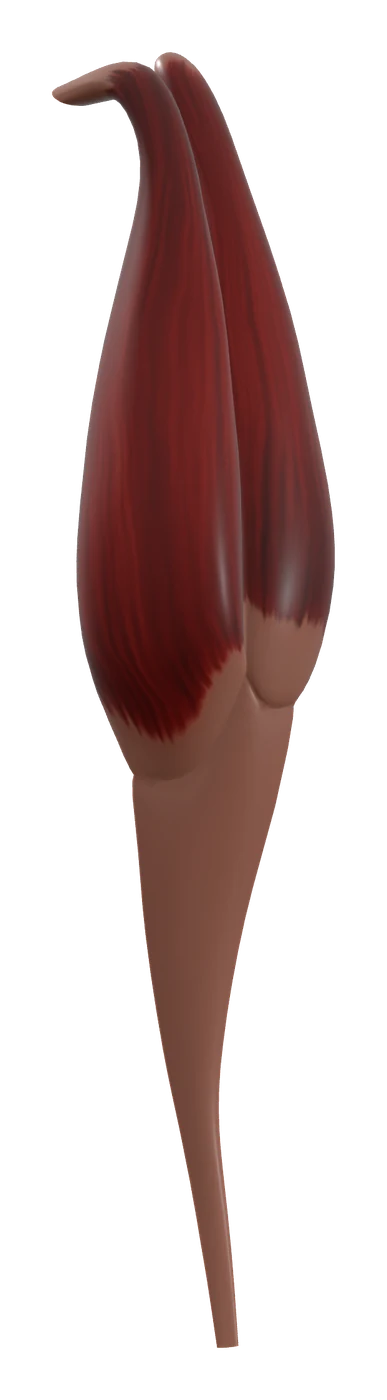 Gastrocnemius muscle in 3D, rendered in Anatomy Atlas 3D