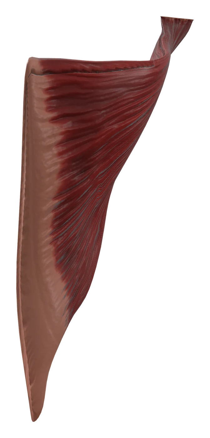 Latissimus dorsi muscle in 3D, rendered in Anatomy Atlas 3D