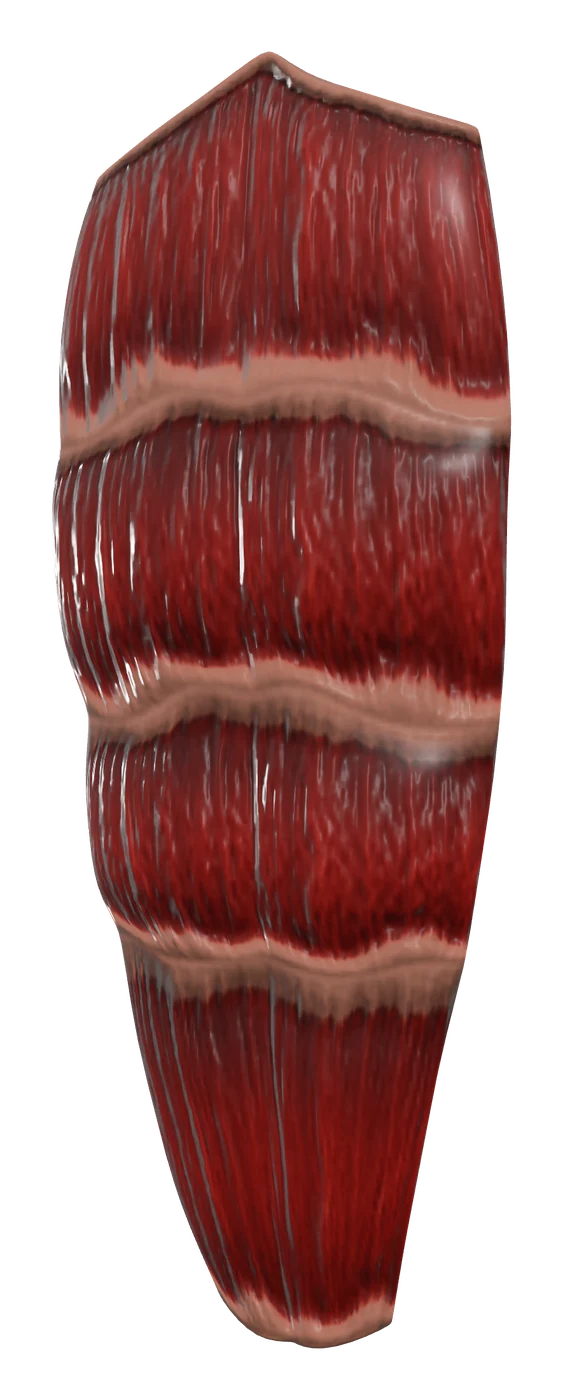 Rectus abdominis muscle in 3D, rendered in Anatomy Atlas 3D