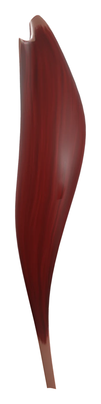 Soleus muscle in 3D, rendered in Anatomy Atlas 3D