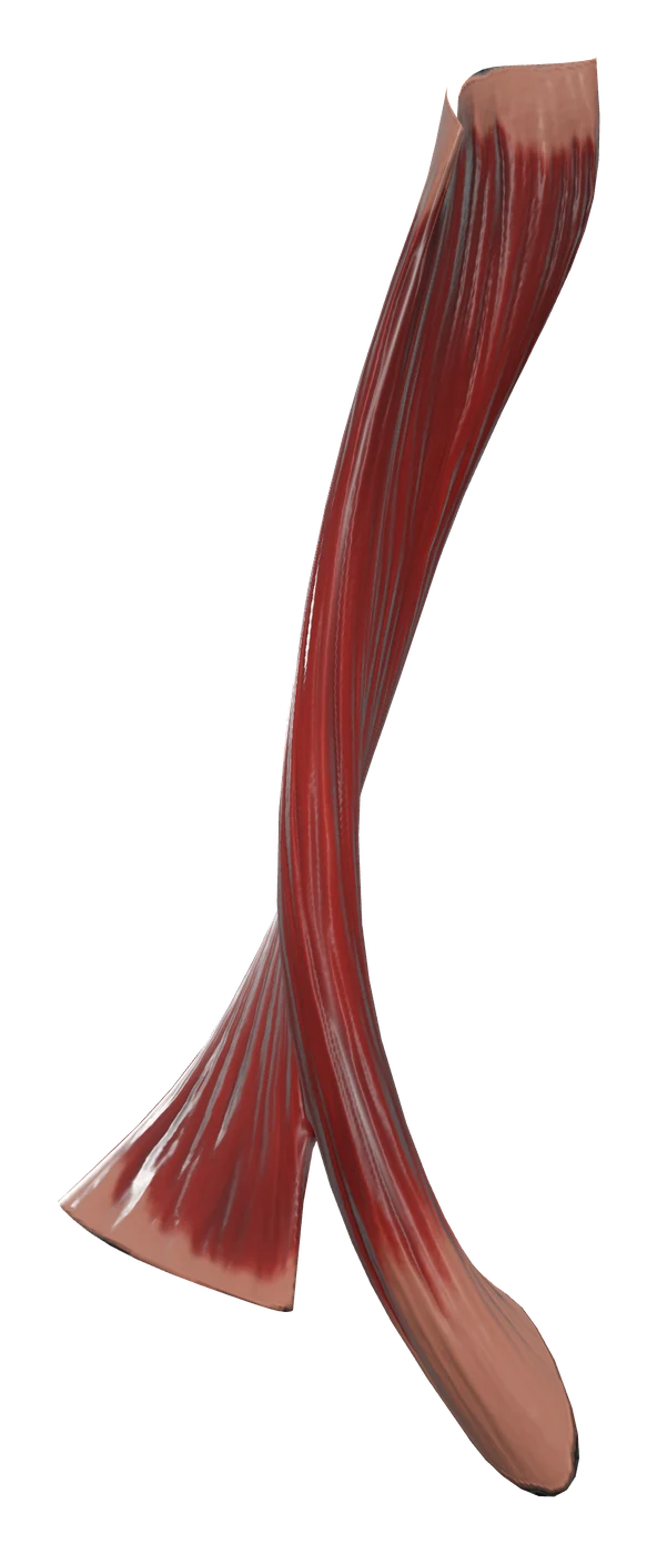 Sternocleidomastoid muscle in 3D, rendered in Anatomy Atlas 3D