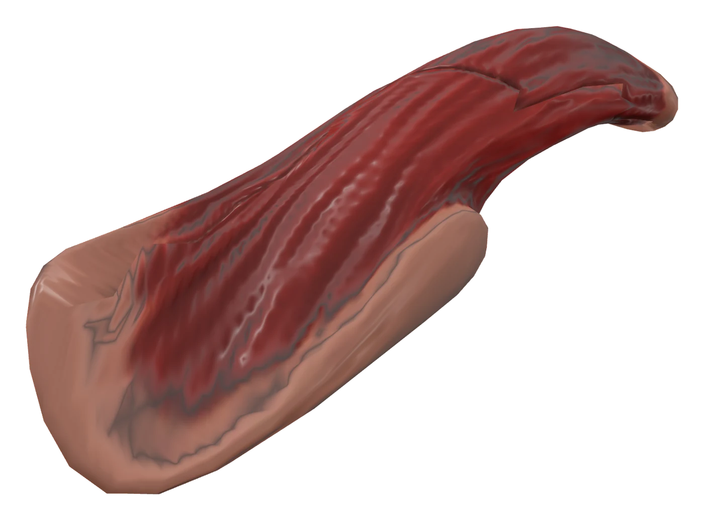 Supraspinatus muscle in 3D, rendered in Anatomy Atlas 3D