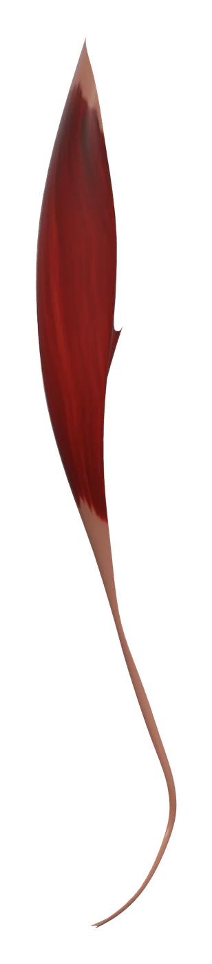 Tibialis anterior muscle in 3D, rendered in Anatomy Atlas 3D