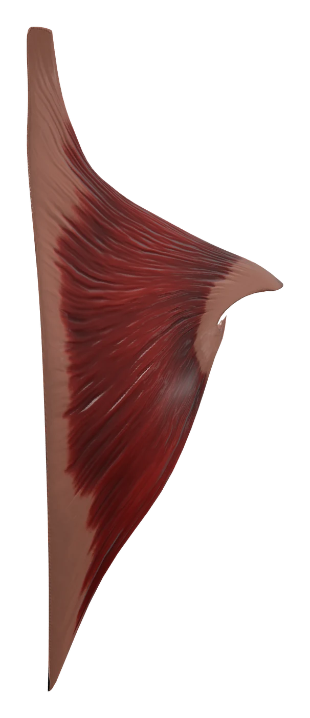 Trapezius muscle in 3D, rendered in Anatomy Atlas 3D