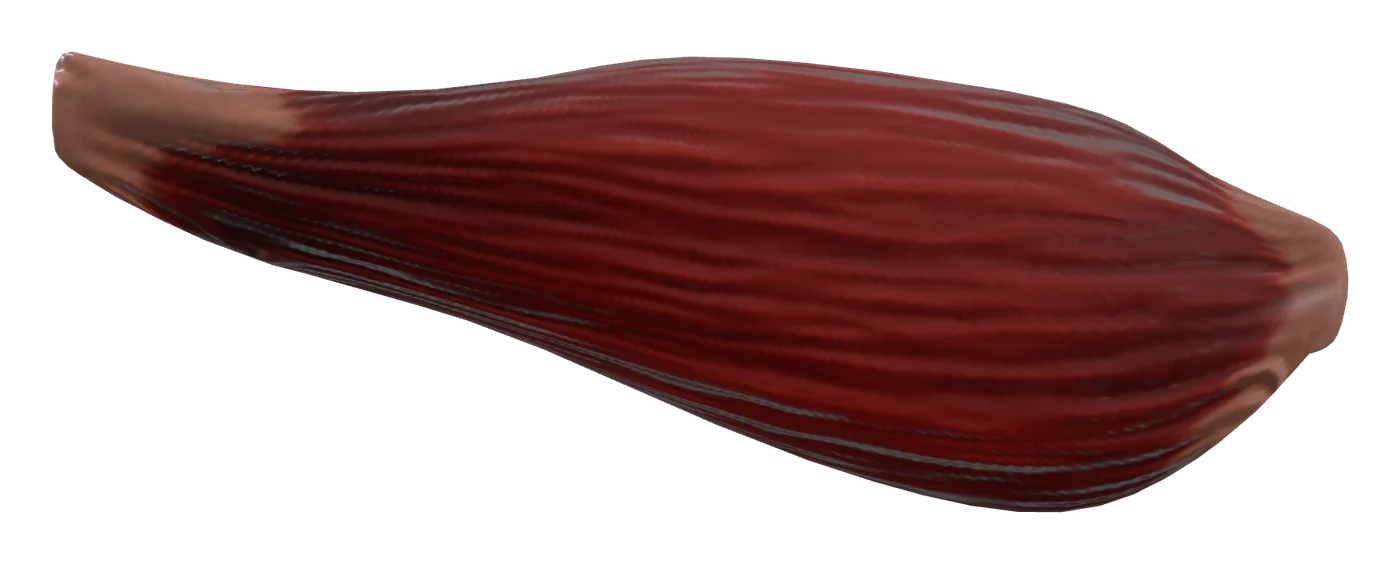 Triceps brachii muscle in 3D, rendered in Anatomy Atlas 3D