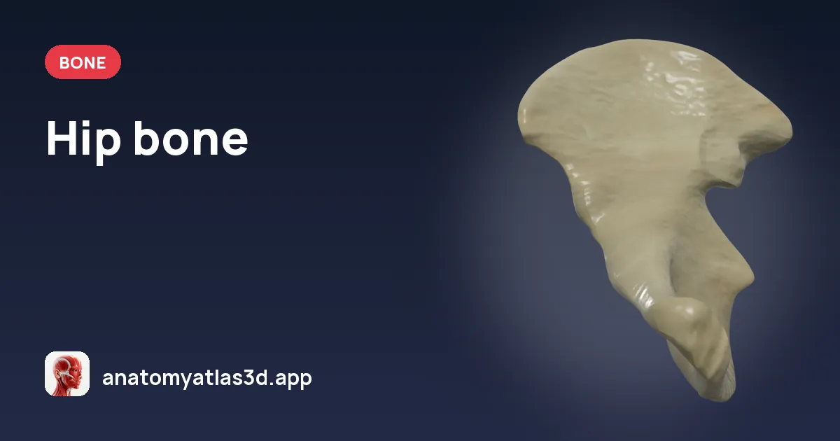 Hip bone: anatomy, landmarks and muscle attachments, Anatomy Atlas 3D
