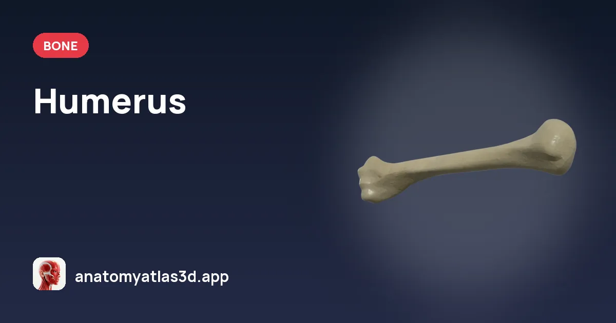 Humerus: anatomy, landmarks and muscle attachments, Anatomy Atlas 3D