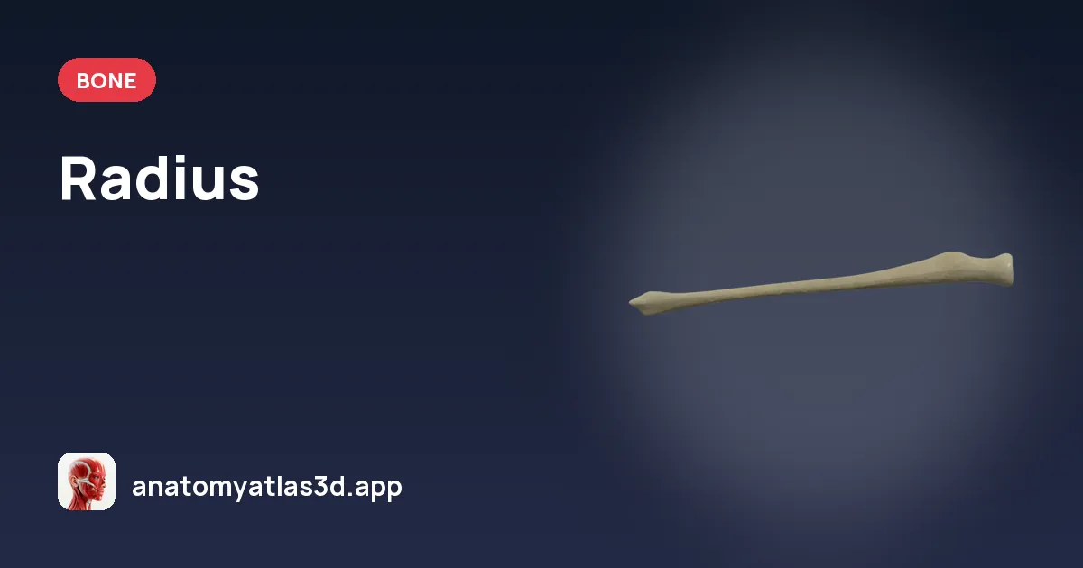 Radius: anatomy, landmarks and muscle attachments, Anatomy Atlas 3D