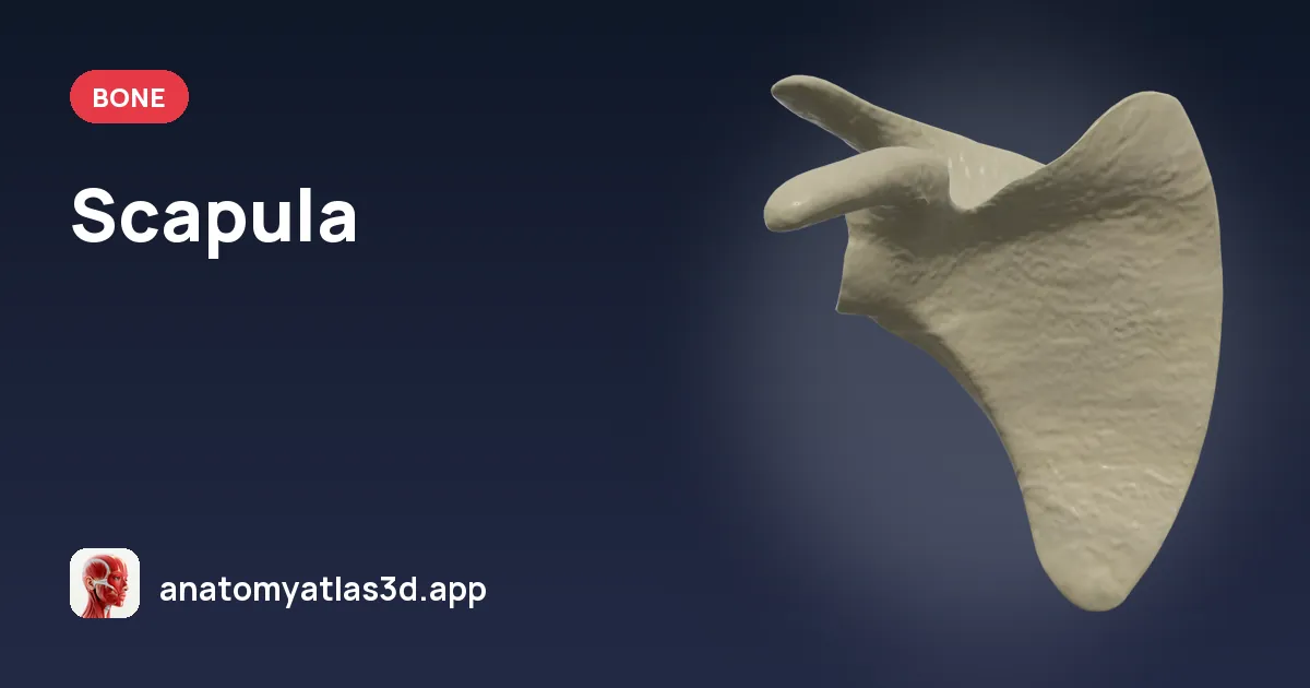 Scapula: anatomy, landmarks and muscle attachments, Anatomy Atlas 3D