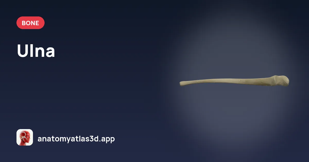 Ulna: anatomy, landmarks and muscle attachments, Anatomy Atlas 3D