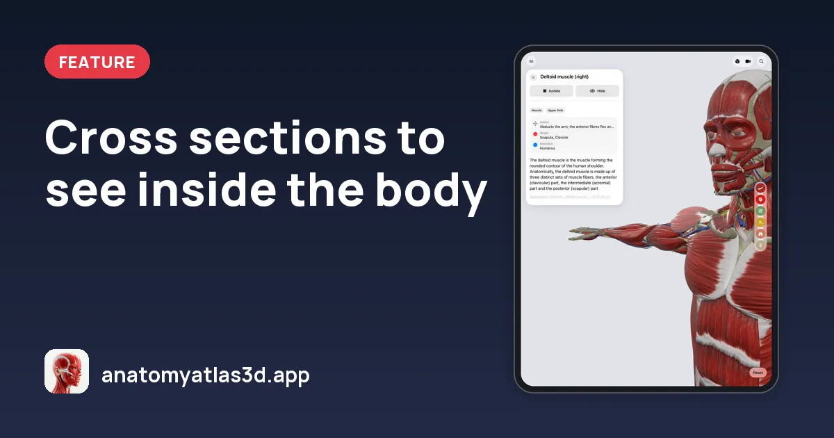 Cross sections to see inside the body, Anatomy Atlas 3D