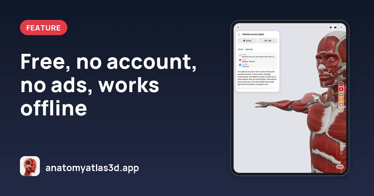 Free, no account, no ads, works offline, Anatomy Atlas 3D
