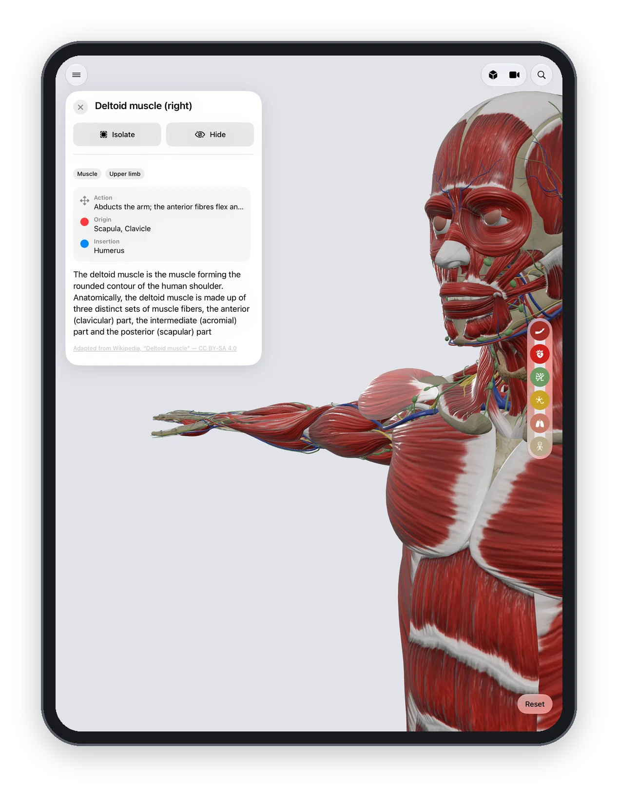 Anatomy Atlas 3D on iPad: the deltoid selected, with its action, origin and insertion